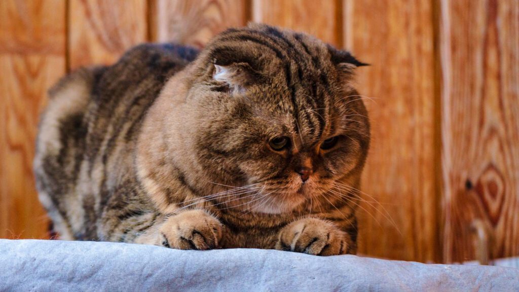 fat and chubby kitty.