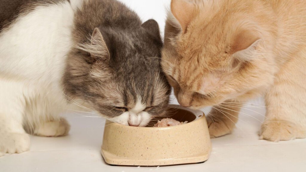 cat sharing food.
what happens if you separate bonded cats