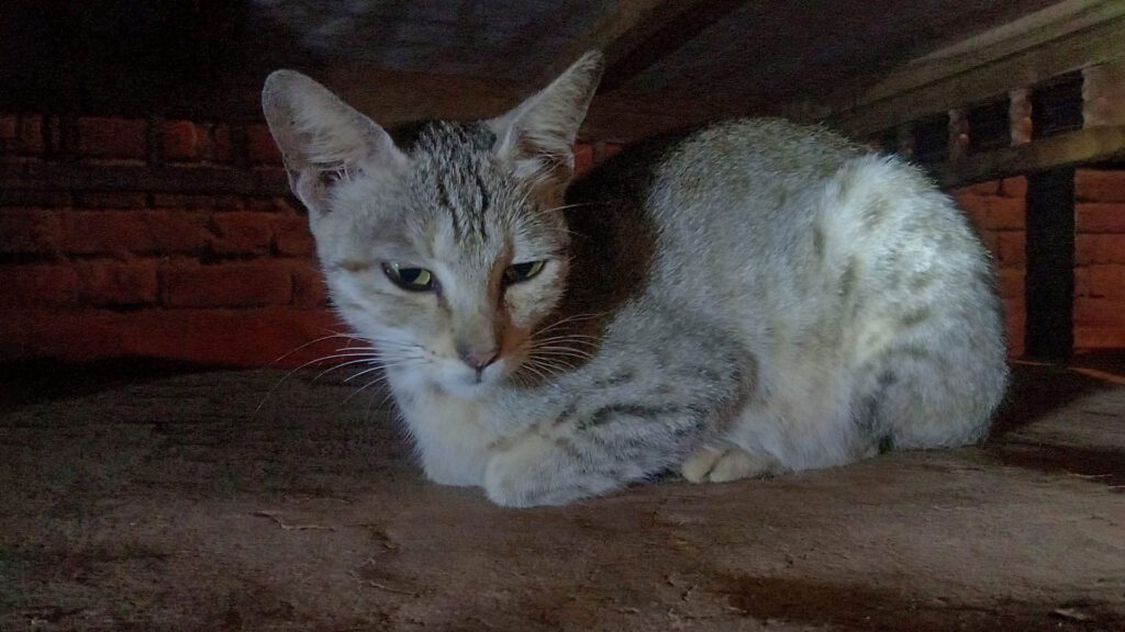 cat sitting under the bed