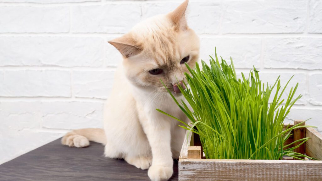 cat having cat grass