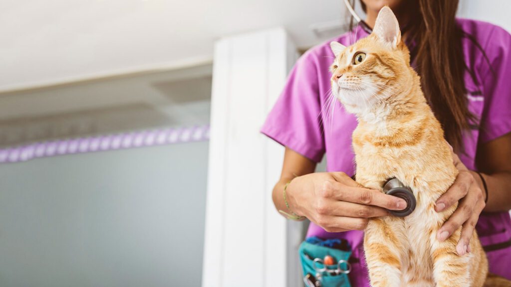cat at vet due to health issues.
due to cat biting my blanket