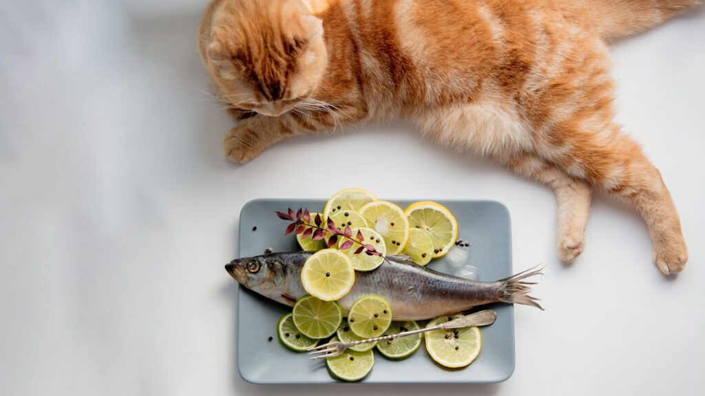 cat eating herring fish