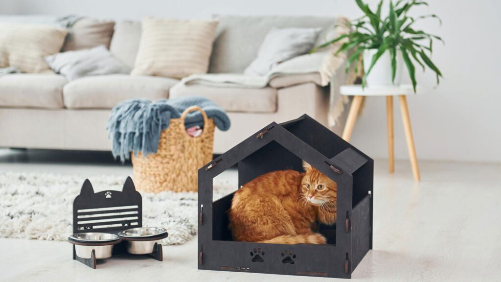 cat living in a small house