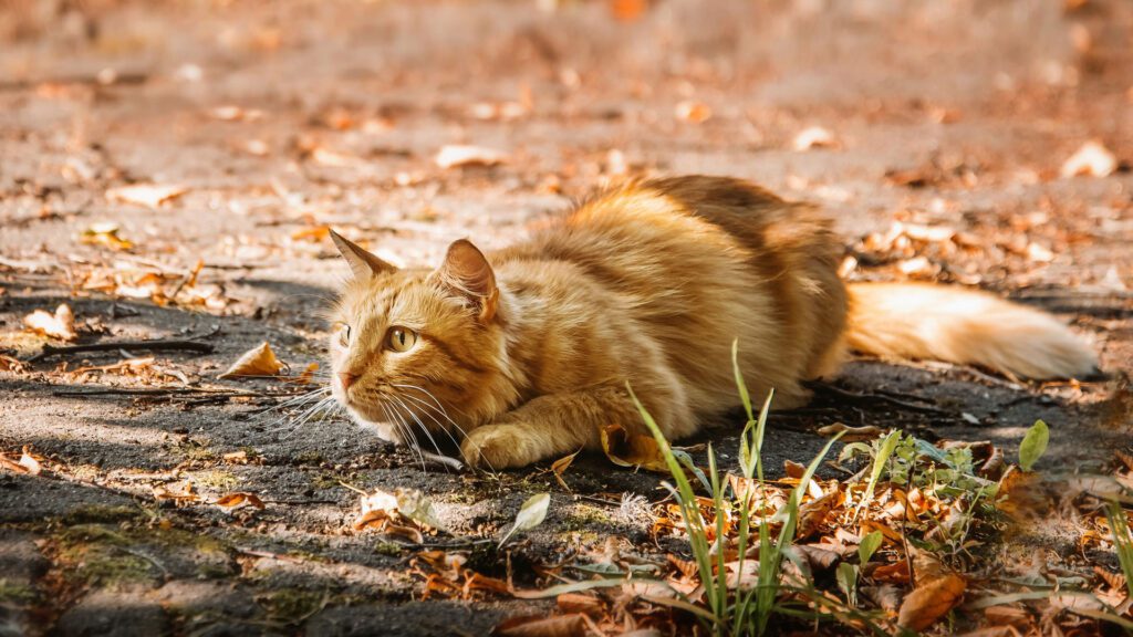 cat ready to hunt keeping an eye on its prey