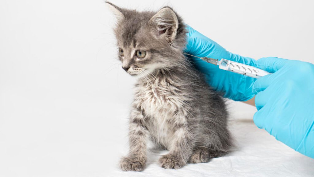 kitten getting vaccinated