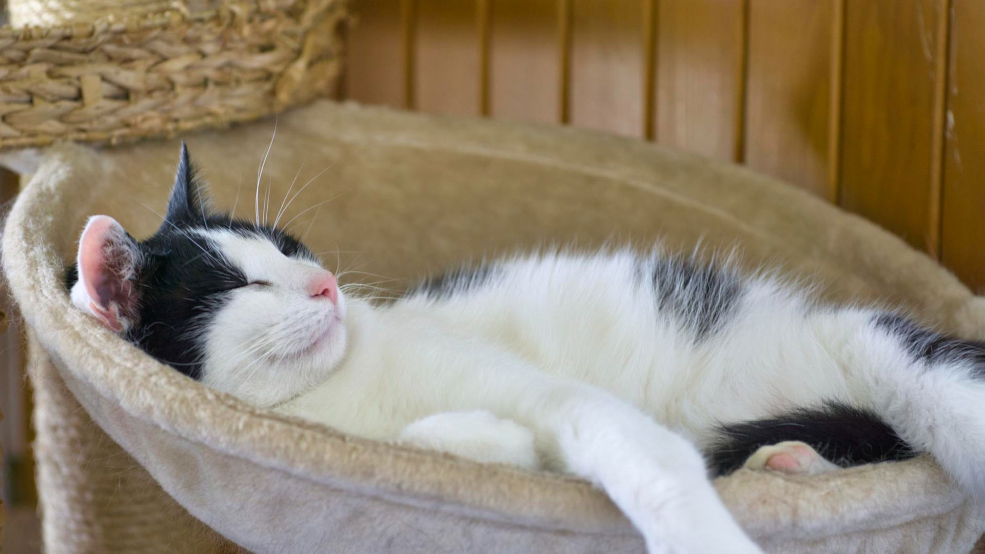 lazy cat sleeping on couch