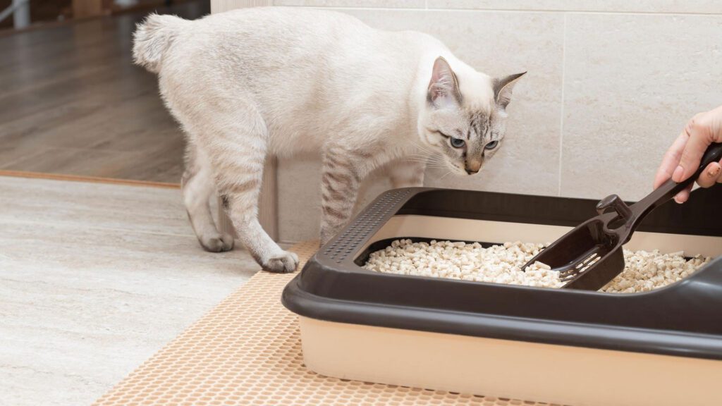 cat get trained to use litter box