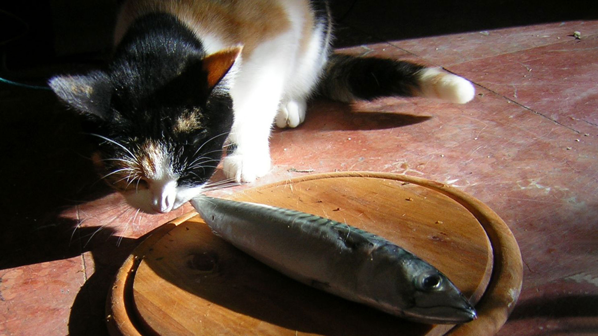cat eating mackerel fish