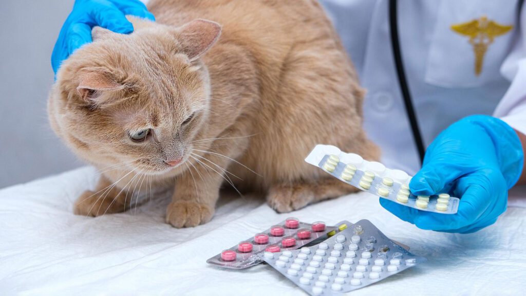 Deworming Tips How Long does it take Dewormer to work in Cats? Mysterious Meow