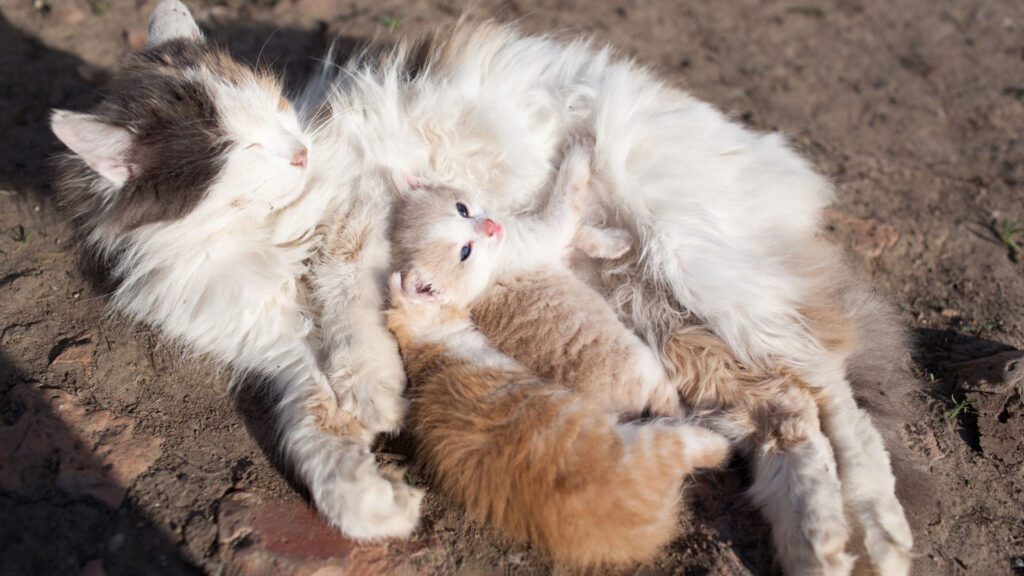 cat milking its kittens