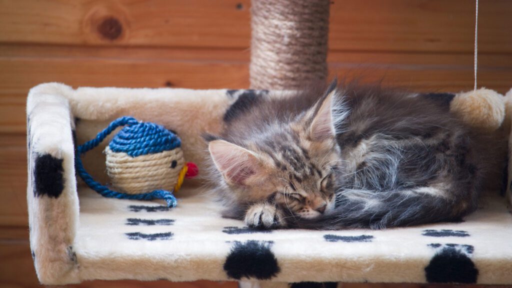 cat sleeping having toy and scratch pad