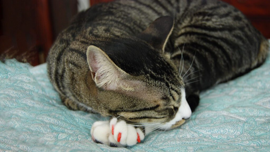 cat with soft nail caps