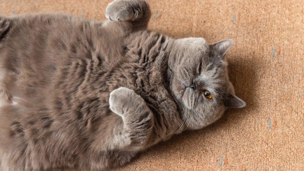 cat having obese due to excessive eating chocolate caramel