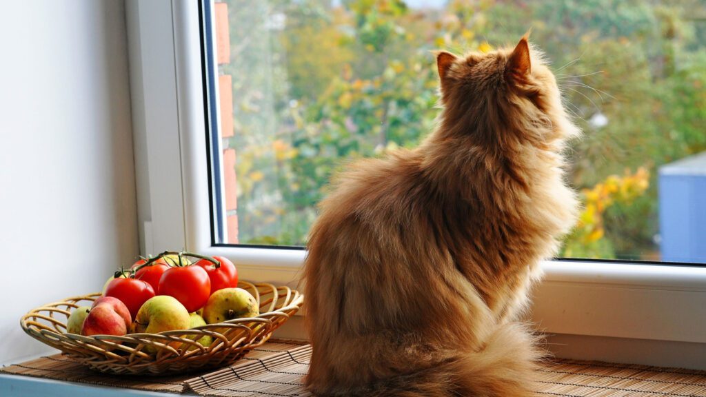 cat looking outside from window perch