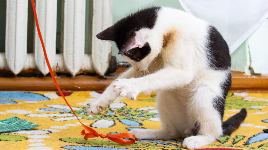 cat playing with rope