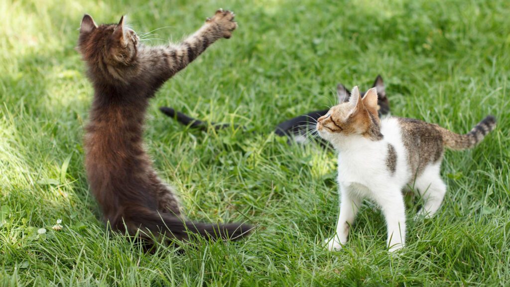 cats playing together.
what happens if you separate bonded cats