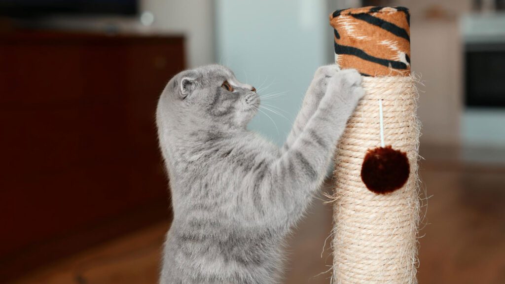 cat scratching on scratcher post.
stop a cat from scratching leather furniture