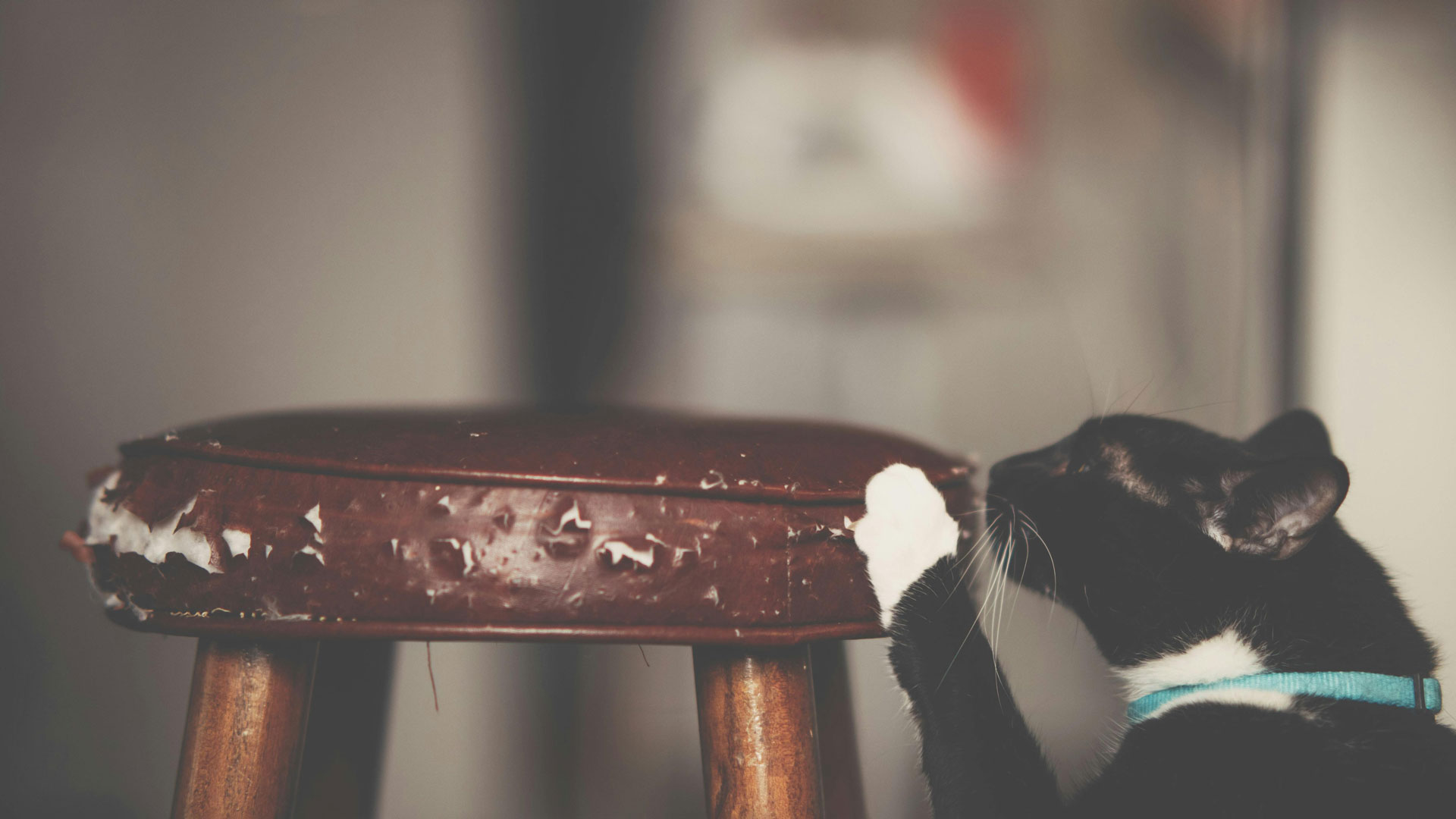 cat scratching leather stool