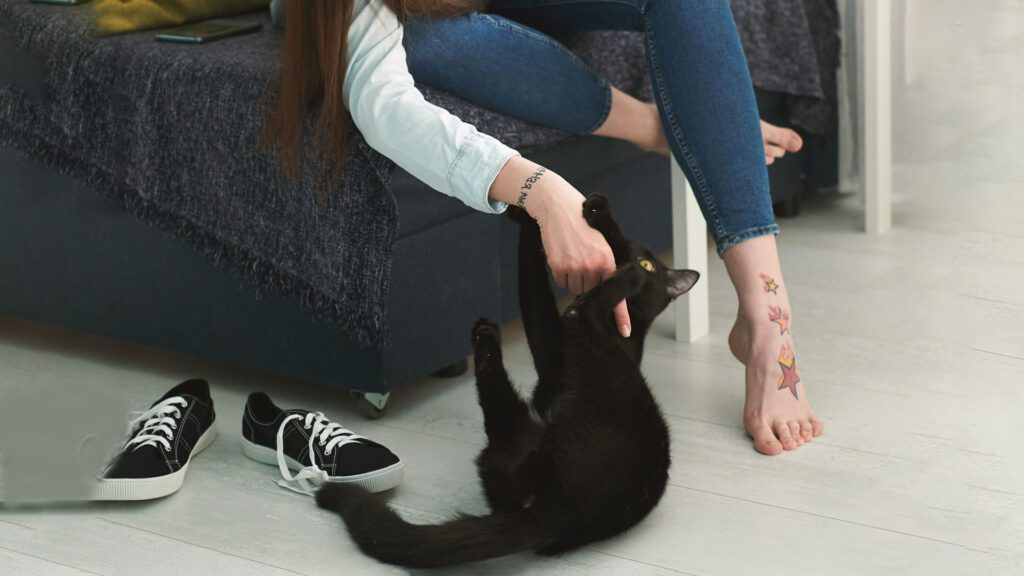 cat showing love and affection.
Why does my cat lick my feet