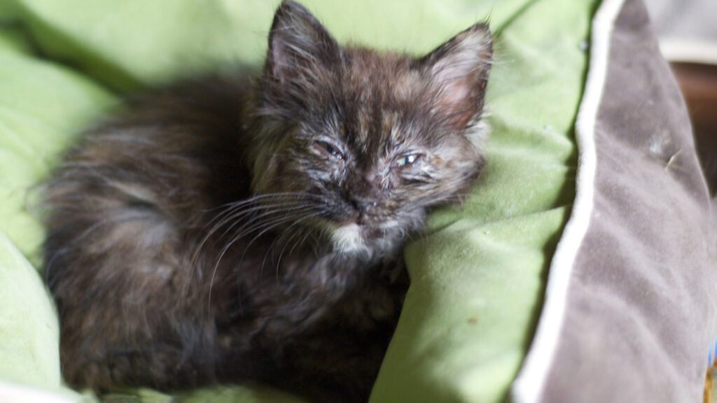 Deworming Tips How Long does it take Dewormer to work in Cats? Mysterious Meow