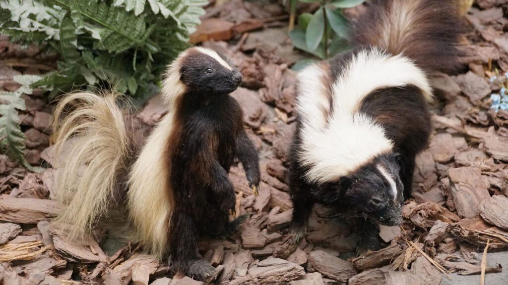 two skunks in garden
