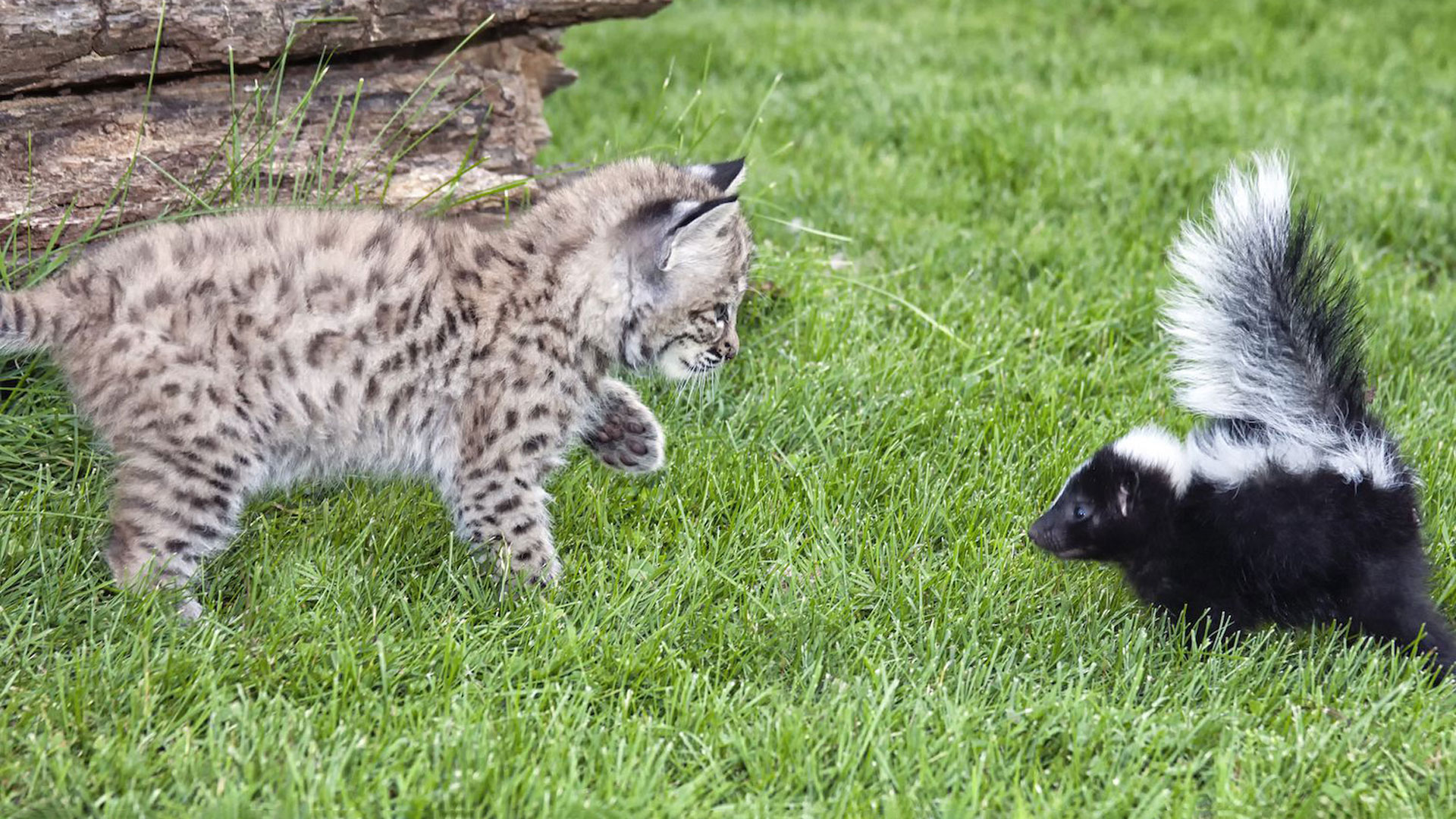 skunk attacking a cat