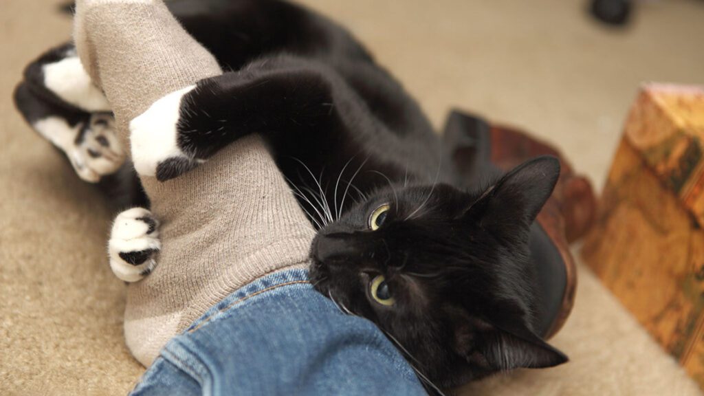 cat tastes sock because it is salty