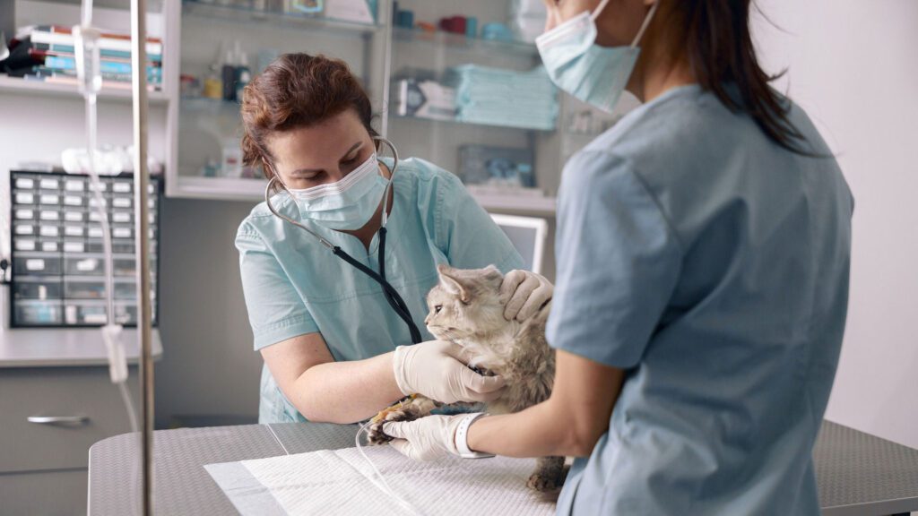 cat treated by vet after getting sprayed by skunk