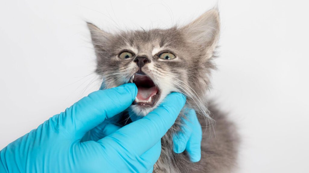 kitten having teeth checkup.
Why is my cat biting my blanket