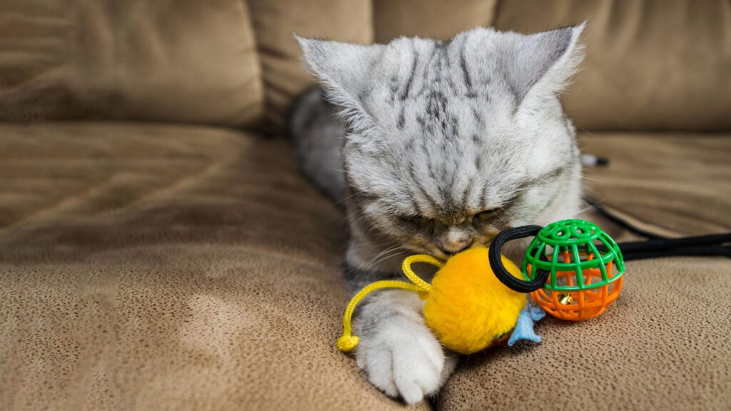 Spoiled kitty playing with toys