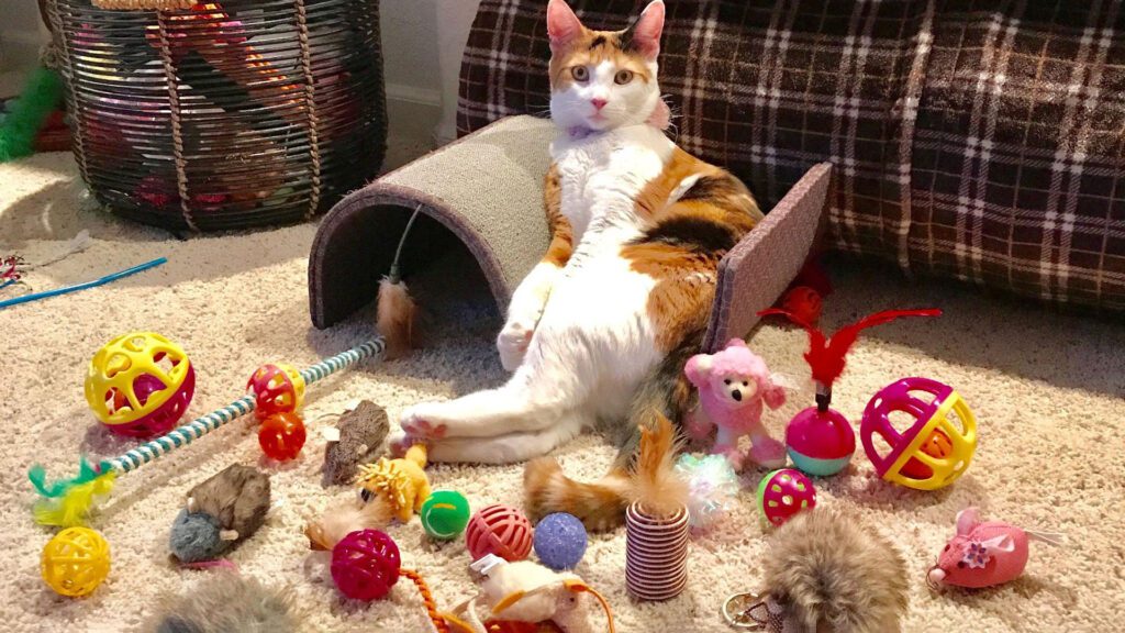 cat playing with lots of toys