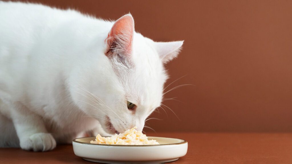 white cat eating tofu