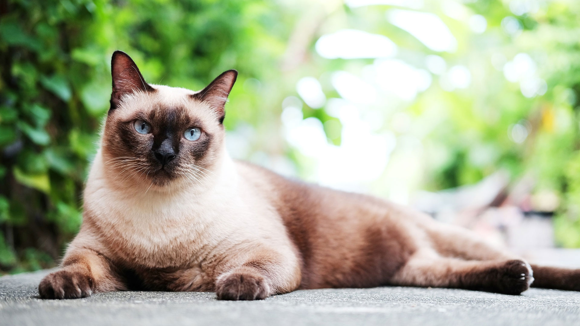 Balinese cat