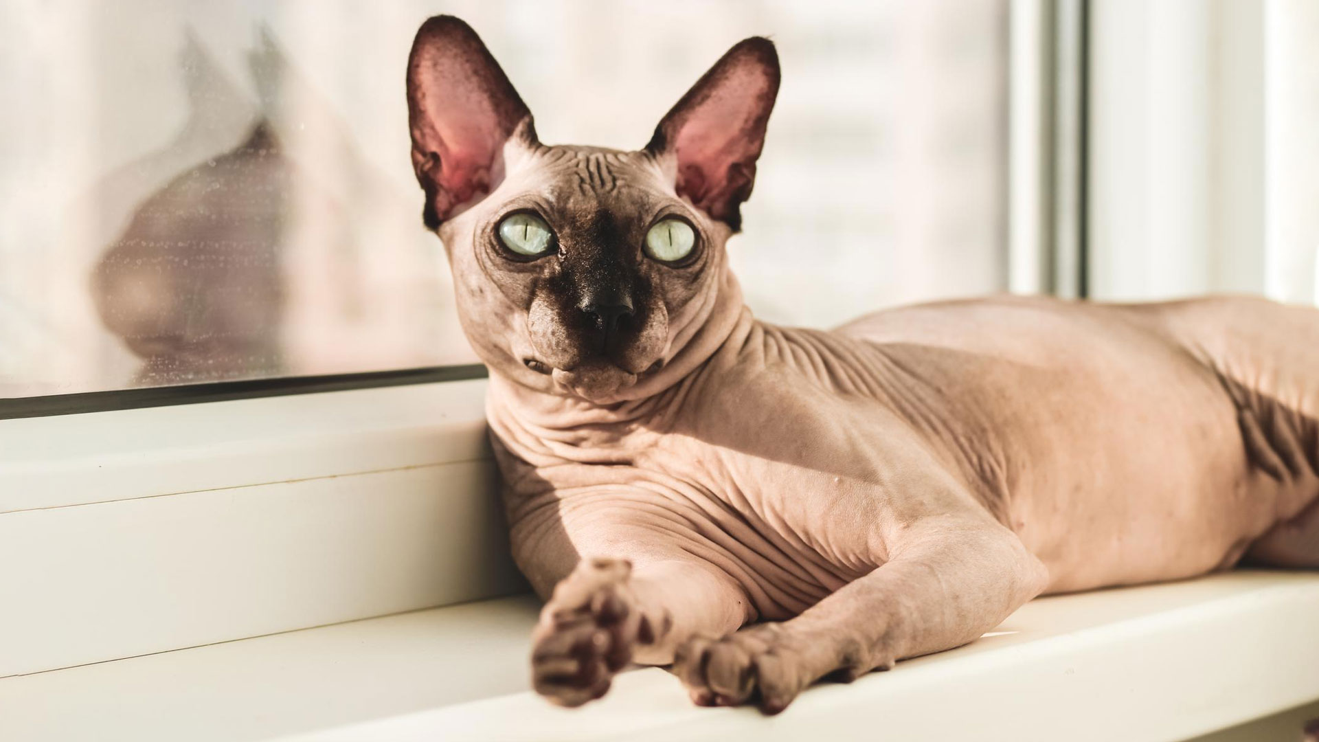 bambino cat sitting on table