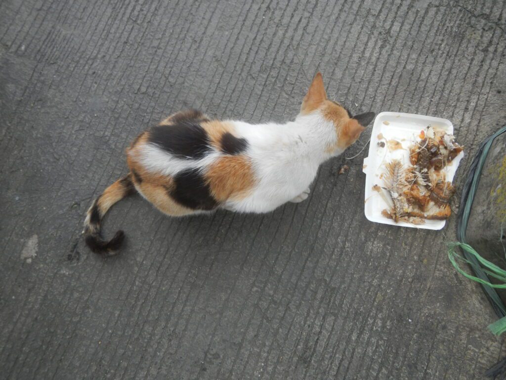 cat eating fish