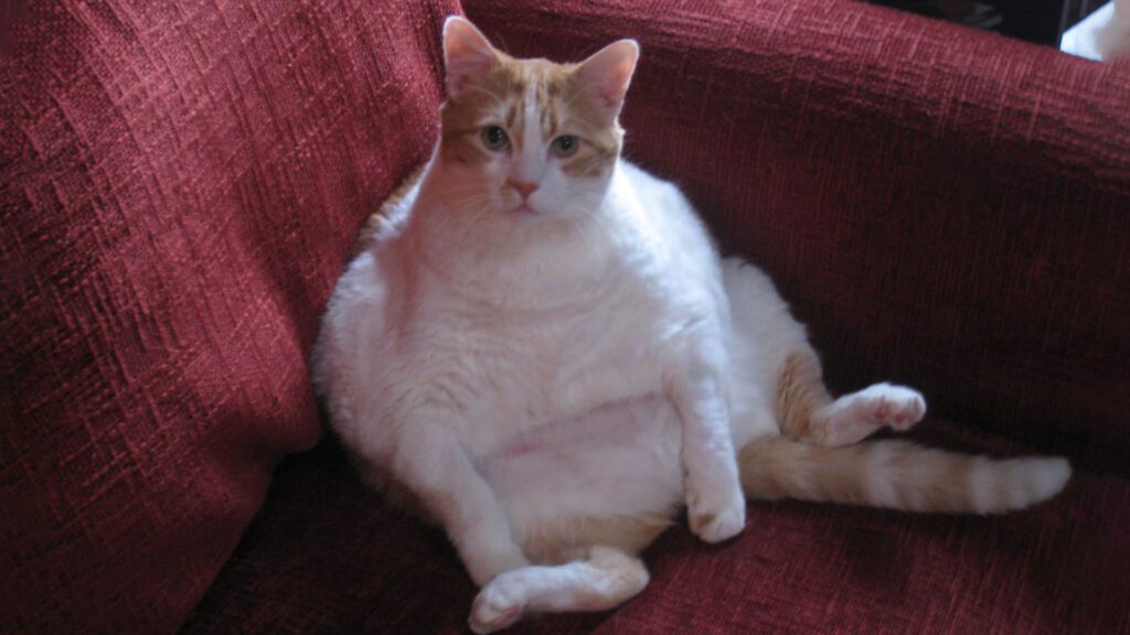 fat cat sitting on sofa