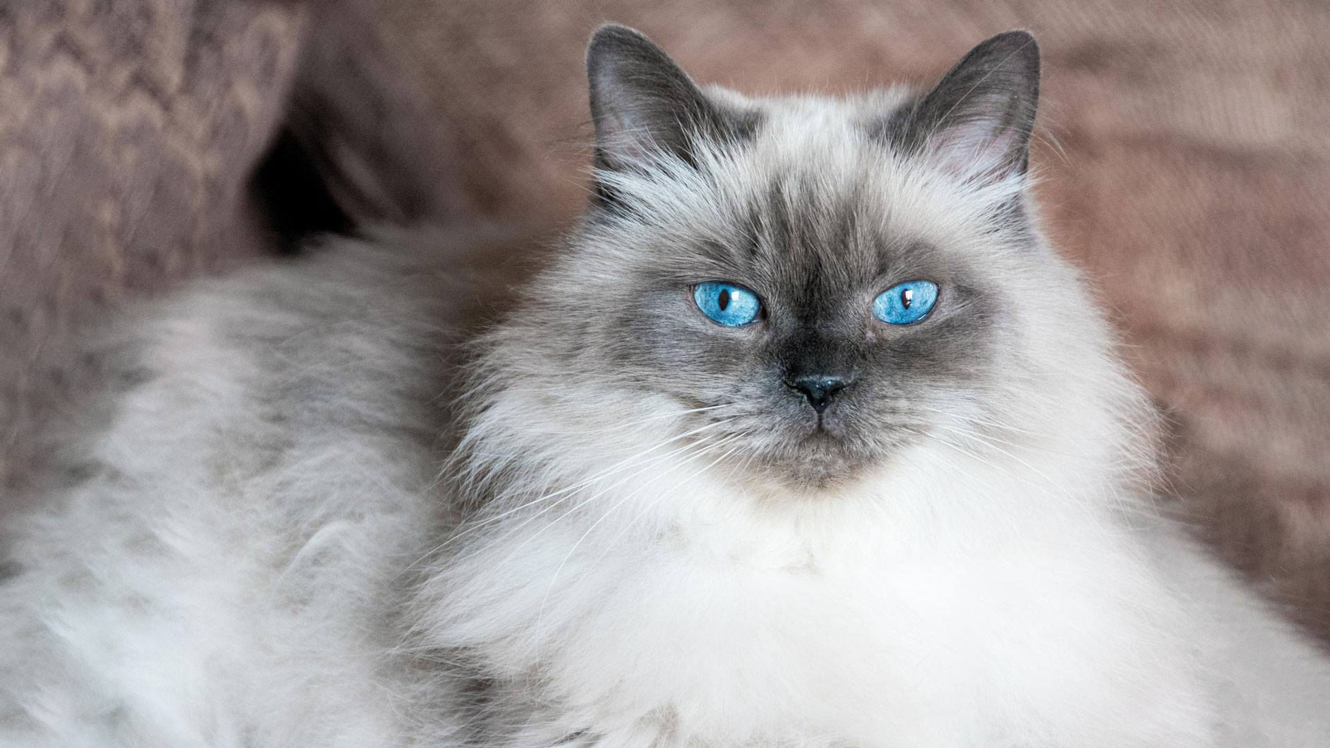 himalayan cat